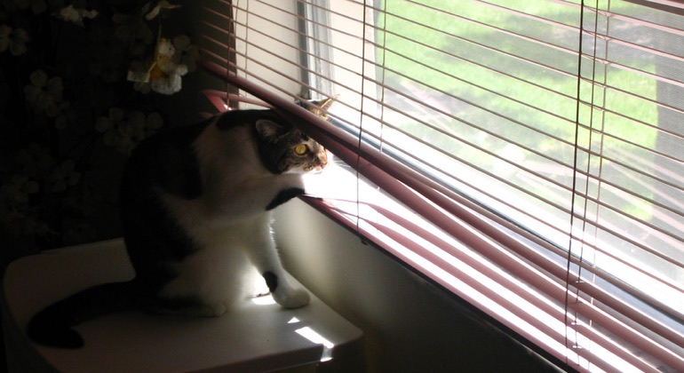 Cat peeking through aluminum blinds in Hartford.